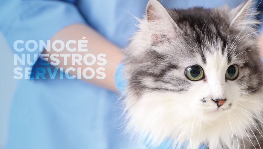 banner servicos t