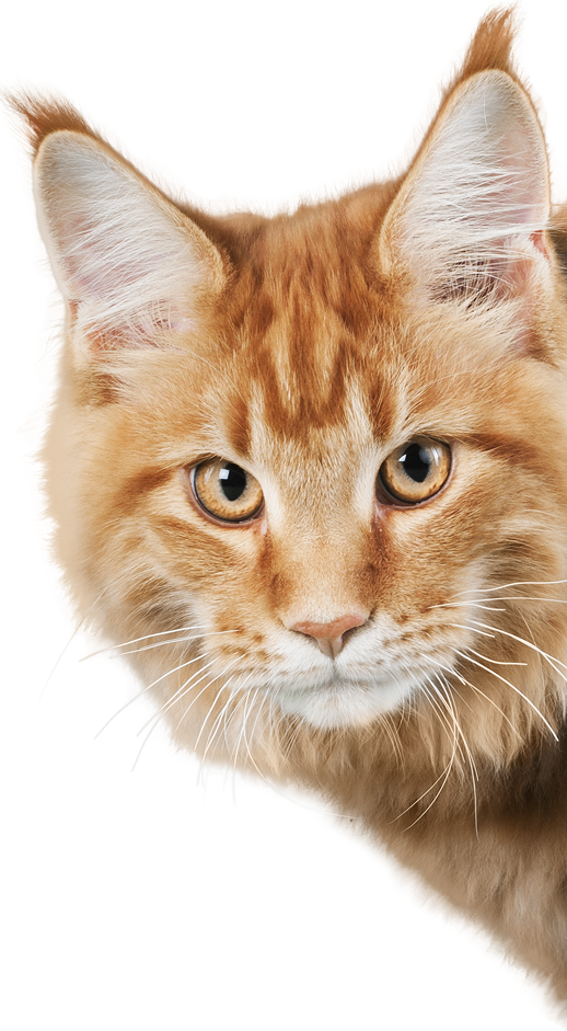 gatonaranja